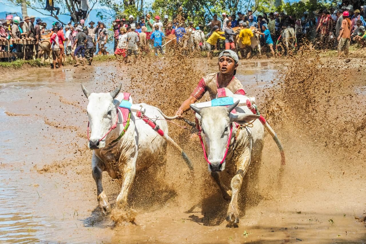Pacu Jawi, salah satu sport tourism unggulan dari Sumatera Barat. (Foto: Shutterstock/Wonderfulimage.id Kemenpareraf)