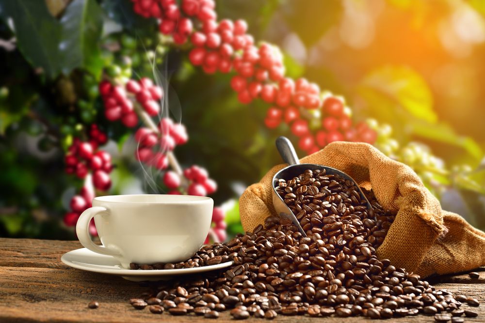 Ilustrasi menikmati kopi langsung di kebunnya, menjadi salah satu daya tarik pariwisata.(Foto: Shutterstock/Amenic181)