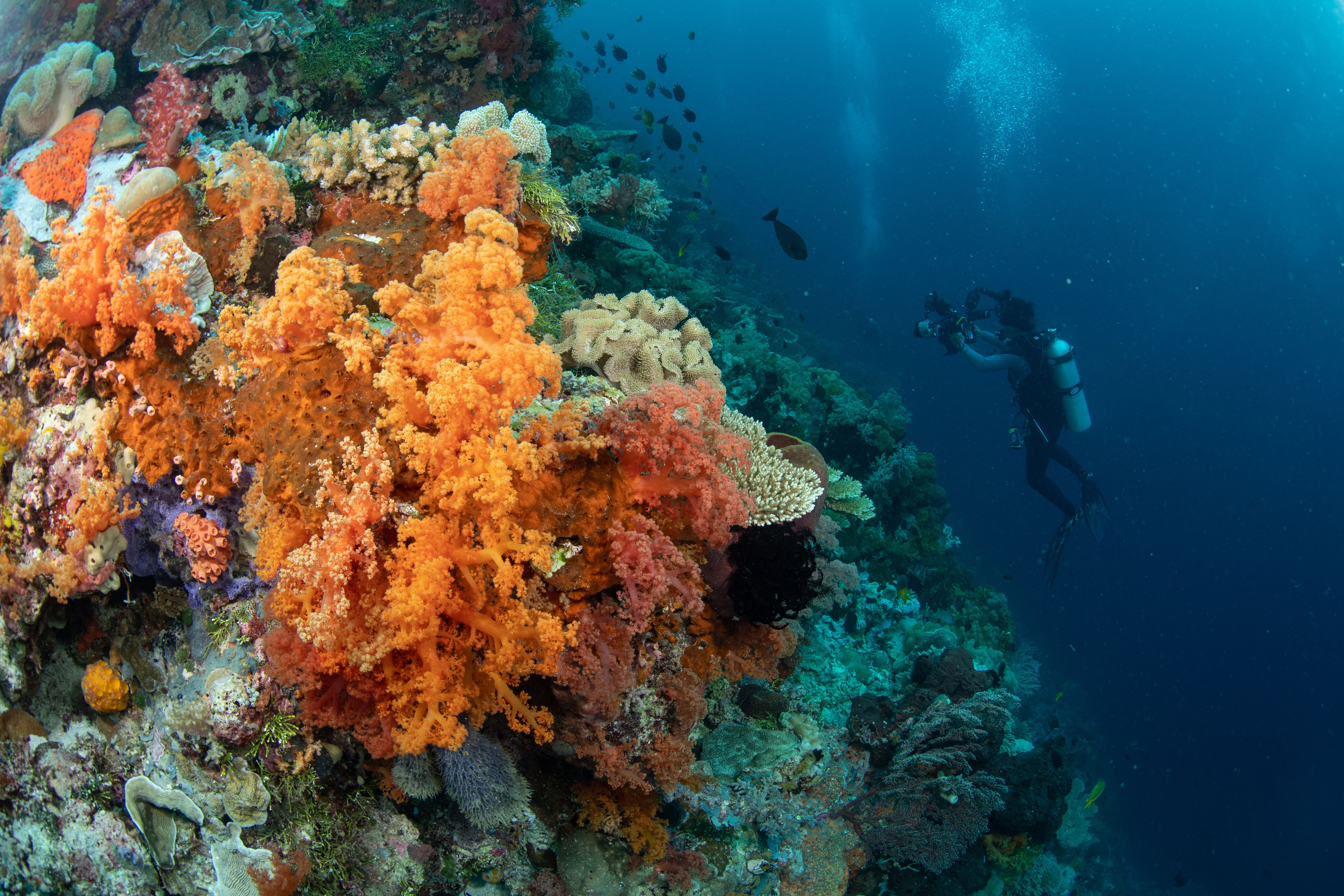 Eksotika bawah laut Wakatobi, Sulawesi Tenggara, Indonesia. (Foto: Shutterstock/think4photop)