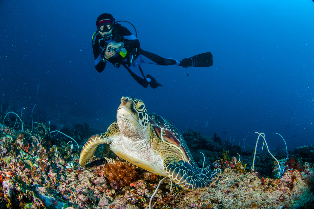 Photo: The Indonesian sea is the home of turtles (Shutterstock/fenkieandreas)