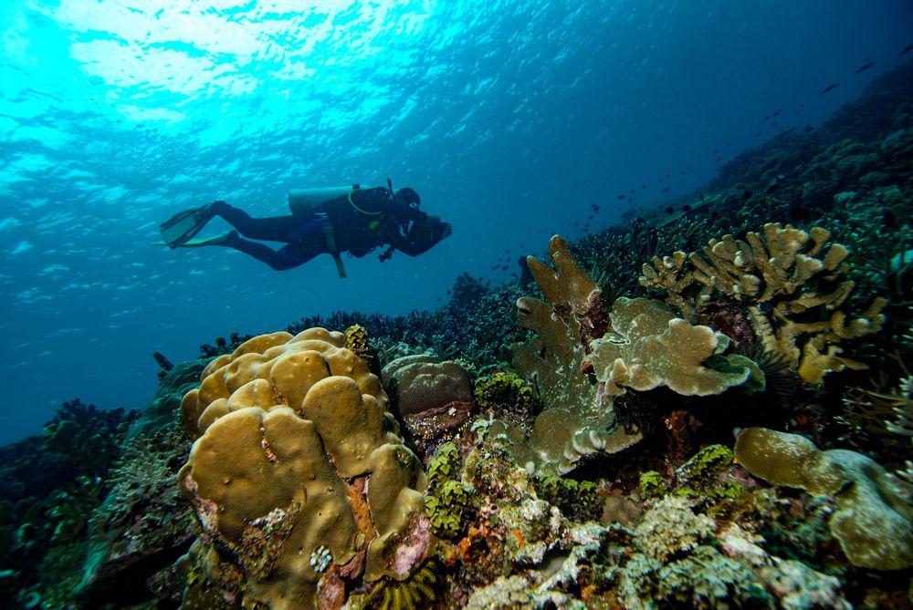 Suasana bawah laut, Halmahera Barat, Maluku Utara. (Foto: Shutterstock/fenkieandreas)