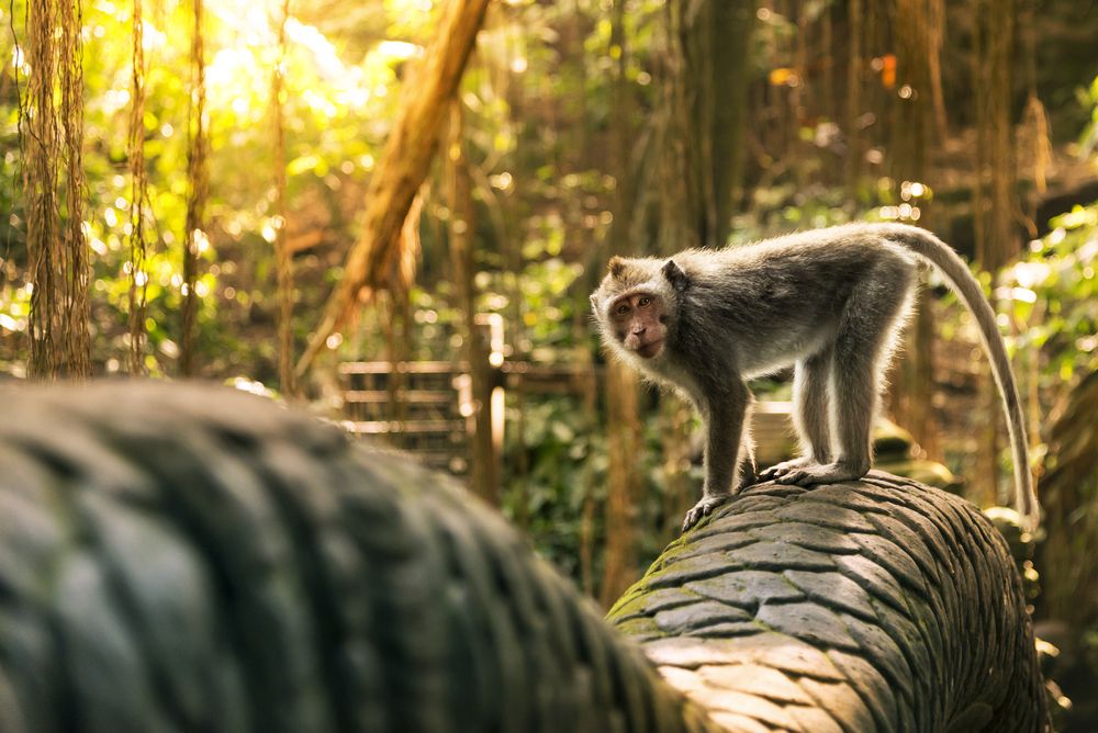 Situasi yang hangat di destinasi wisata Sangeh Monkey Forest. (Foto: Shutterstock/Arda Savasciogullari)