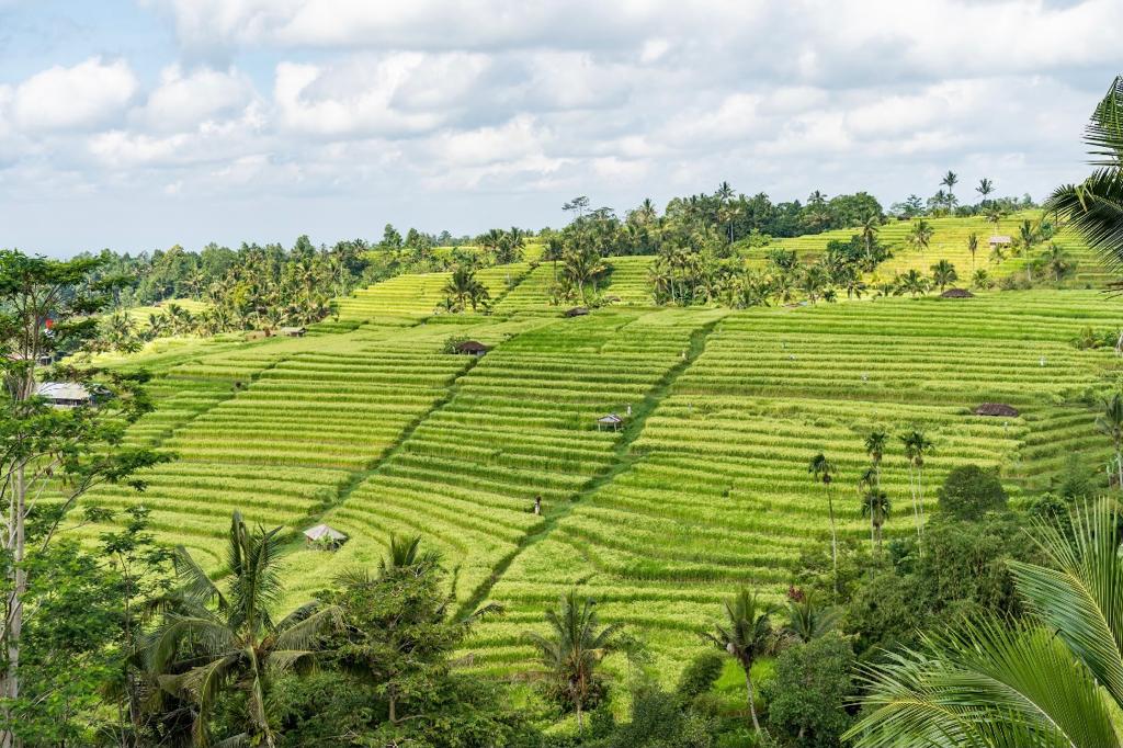 Siaran Pers: Kemenparekraf: Desa Wisata Jatiluwih Tabanan Bali Representasi Wisata Berkelanjutan