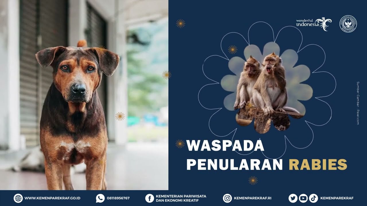 Waspada Penularan Rabies